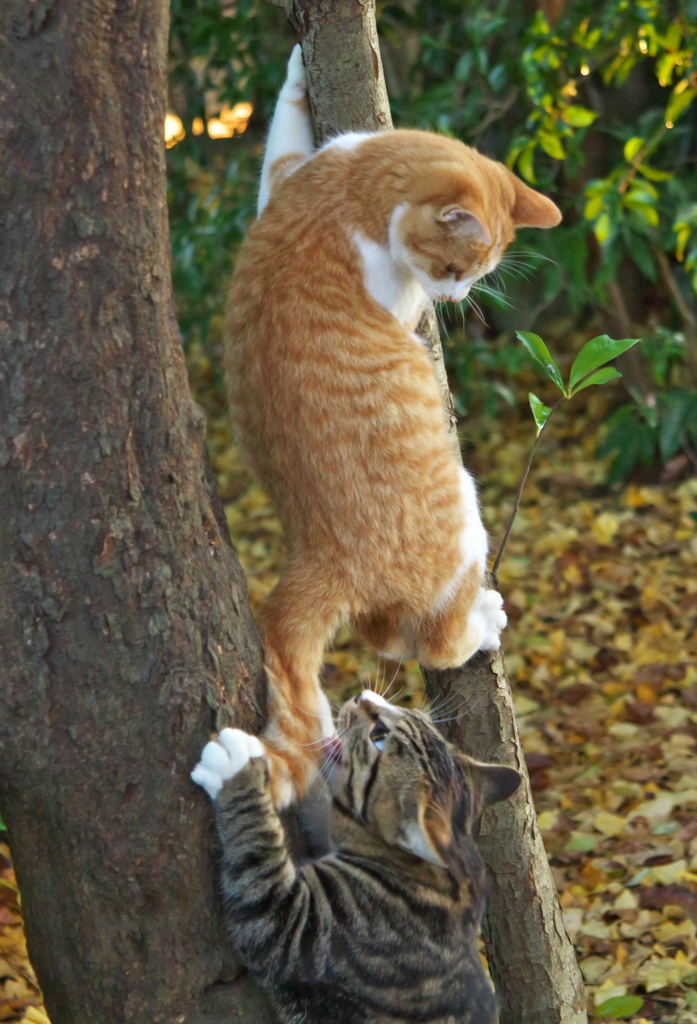 神社猫　ある戦い5