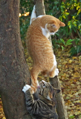 神社猫　ある戦い5