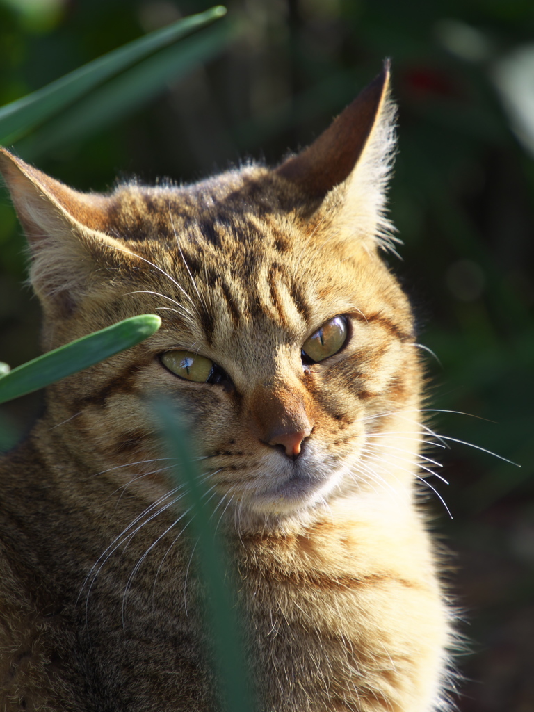 通りすがり猫205
