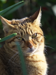 通りすがり猫205