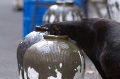 通りすがり猫202