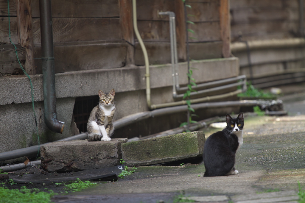 通りすがり猫216