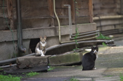 通りすがり猫216