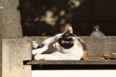通りすがり猫177