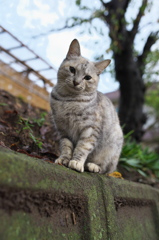 神社猫112
