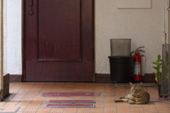 通りすがり猫229