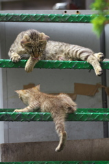 通りすがり猫93