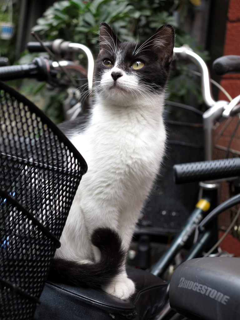 通りすがり猫141