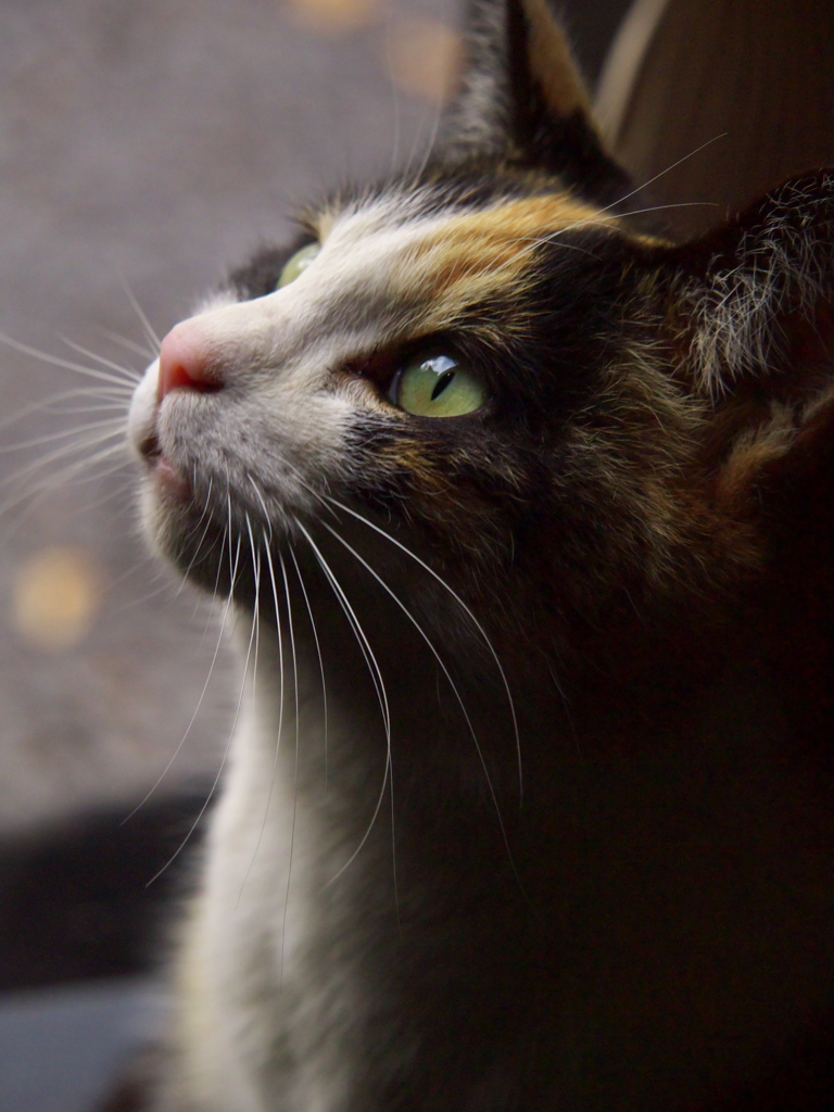 神社猫152