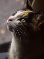 神社猫152