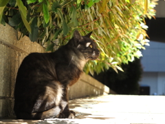 通りすがり猫127