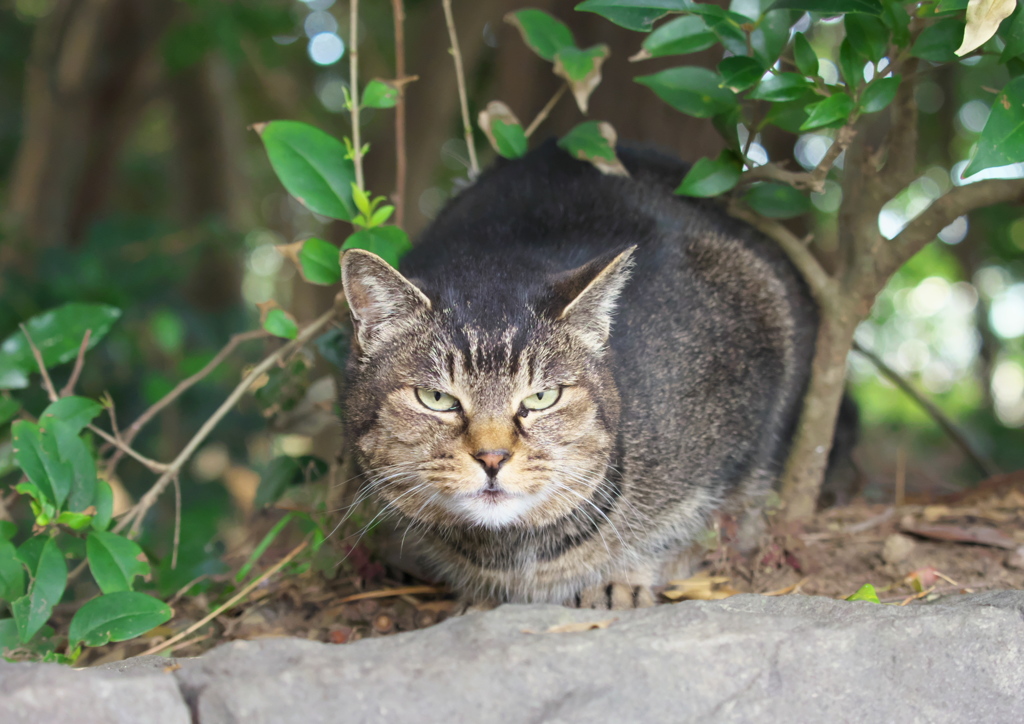 海浜猫30