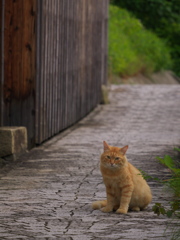尾道猫88