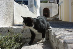 エーゲ海猫7