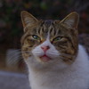 公園猫13