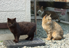 通りすがり猫46