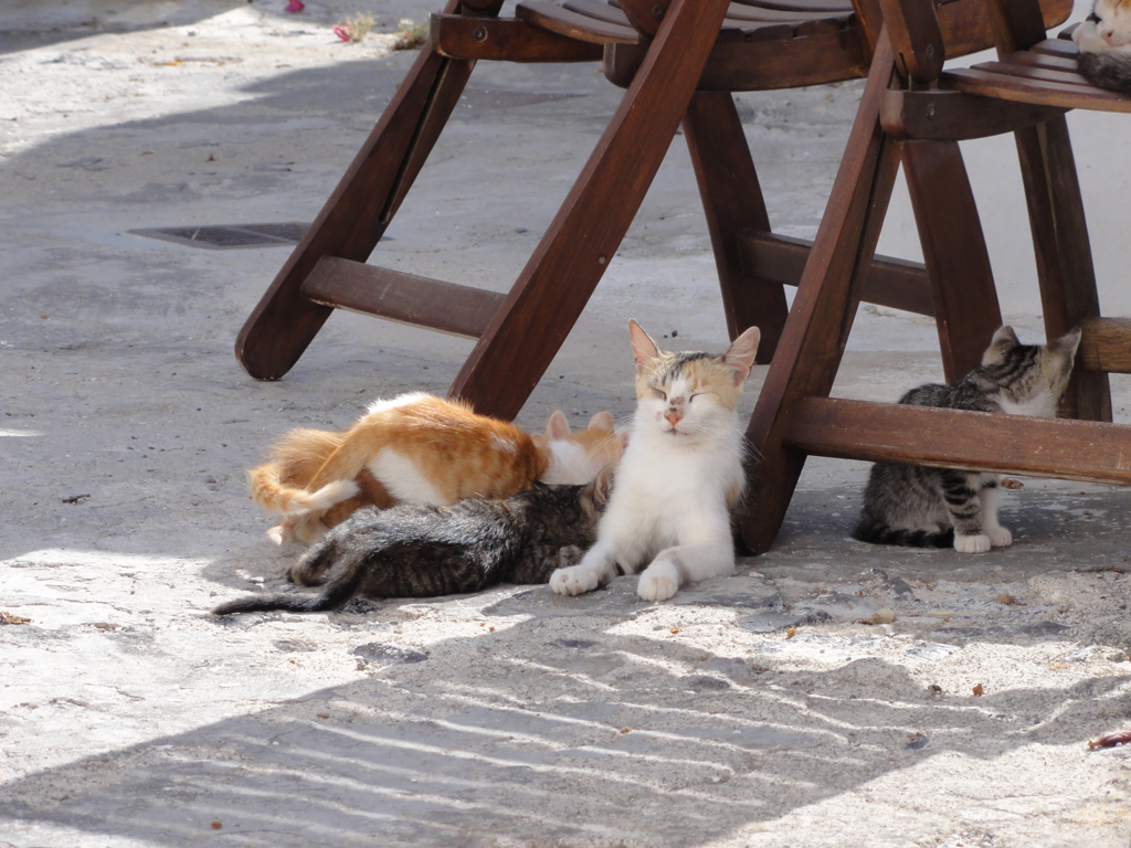 エーゲ海猫41