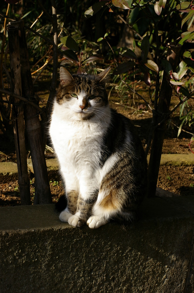 寺猫26