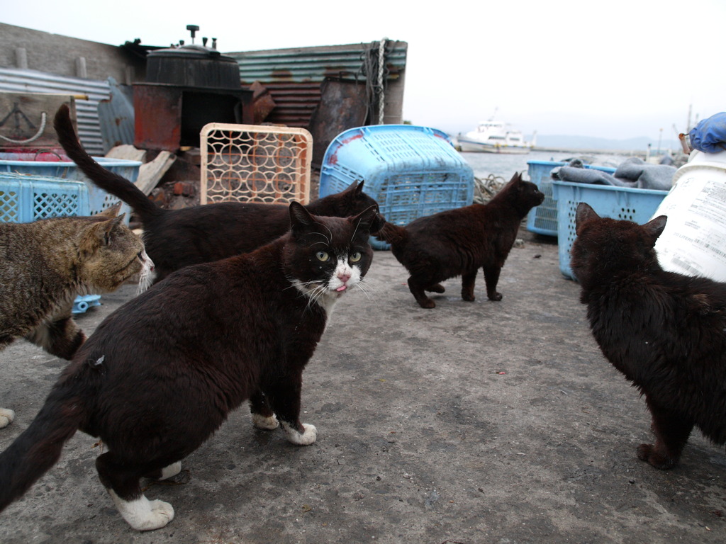 島猫5