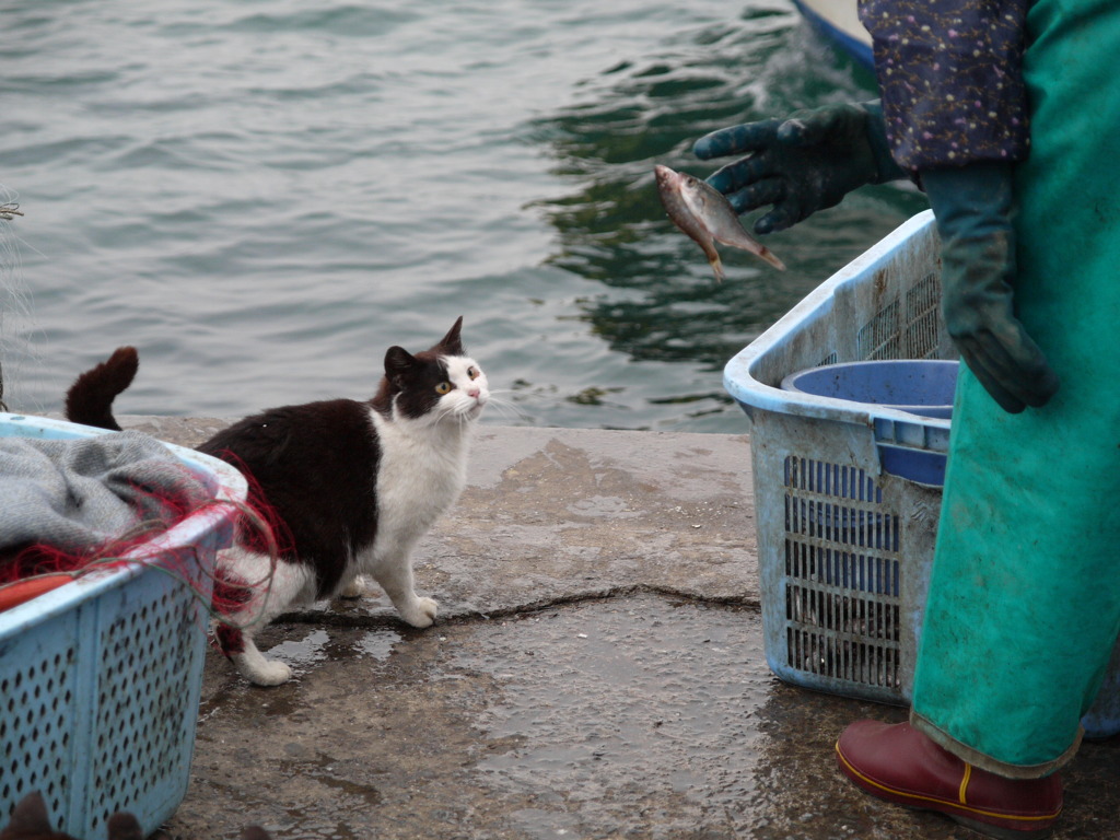 島猫3