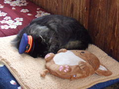 通りすがり猫51