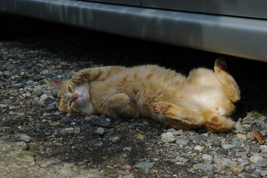 通りすがり猫3