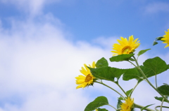 夏の花といえば