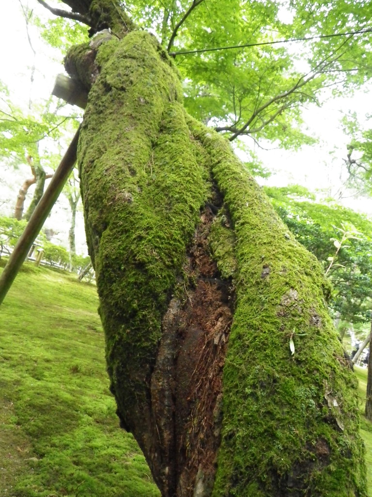 ねじれてたので