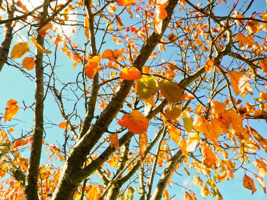 紅葉の始まり