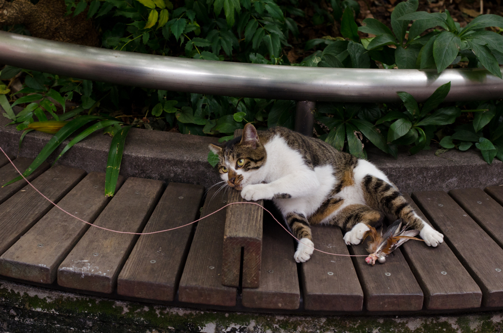 くつろぐ猫