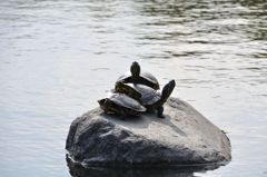日光浴