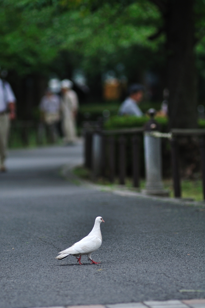 道路横断中