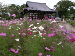 般若寺のコスモス