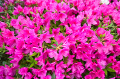 通勤途中のツツジ