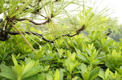 草