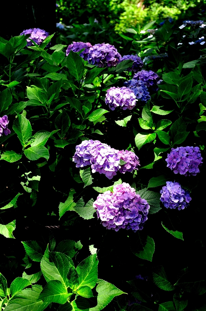 光差す紫陽花