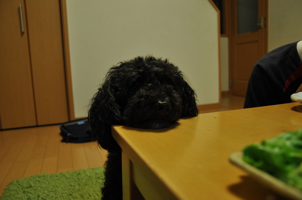 ごはんまだー？