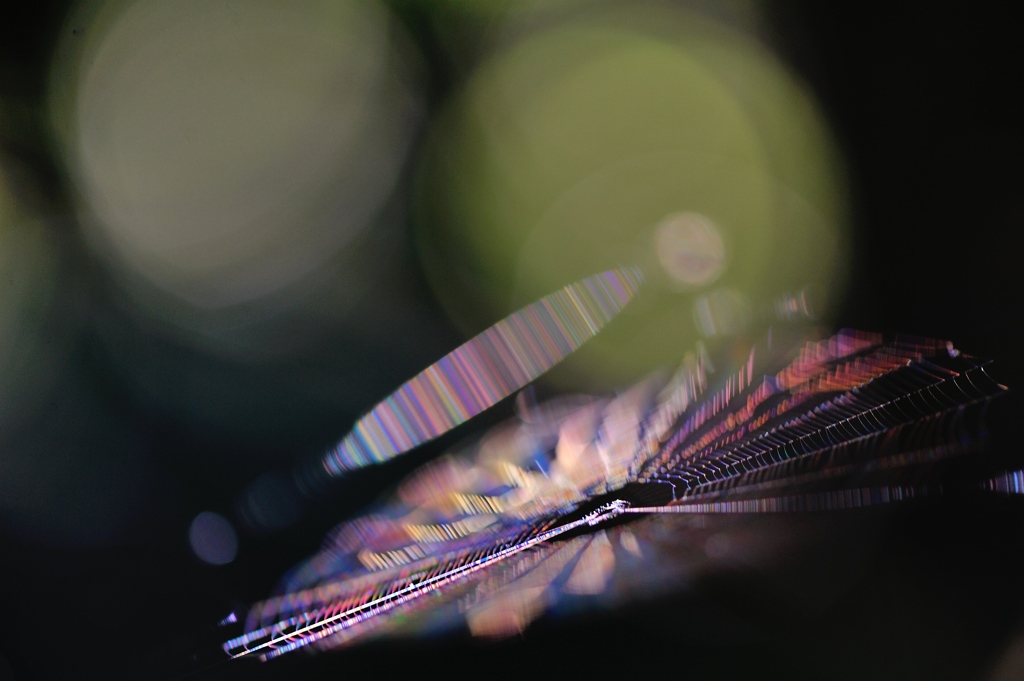 hisa's　Macro。。。光りの記憶