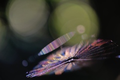 hisa's　Macro。。。光りの記憶