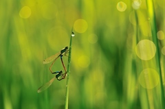  beloved by。。。燦燦