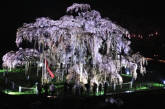 滝桜。。。雨夜幻影