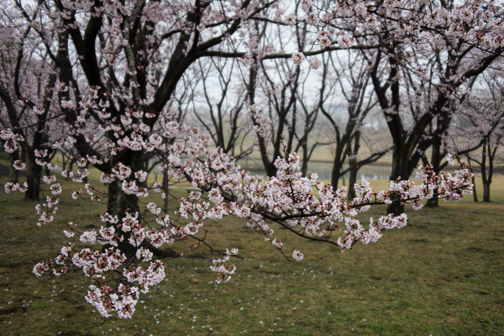 桜花雨情。。。2
