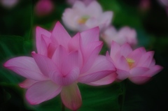 幾千の芳香
