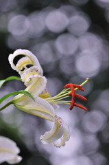 Profile of a Lily。。。香り