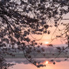 花曇りの朝。。。1