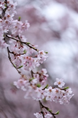 萌えて桜色