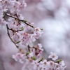 萌えて桜色