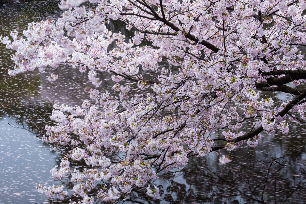 桜渦の舞台