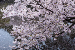 桜渦の舞台