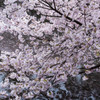 桜渦の舞台